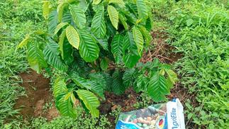 Agrivari_plant_q.jpg