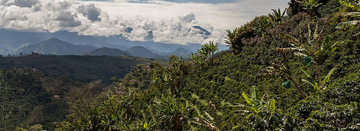 Eine Kaffeeplantage in Kolumbien. Im Hintergrund sind Berge und Wolken zu sehen.